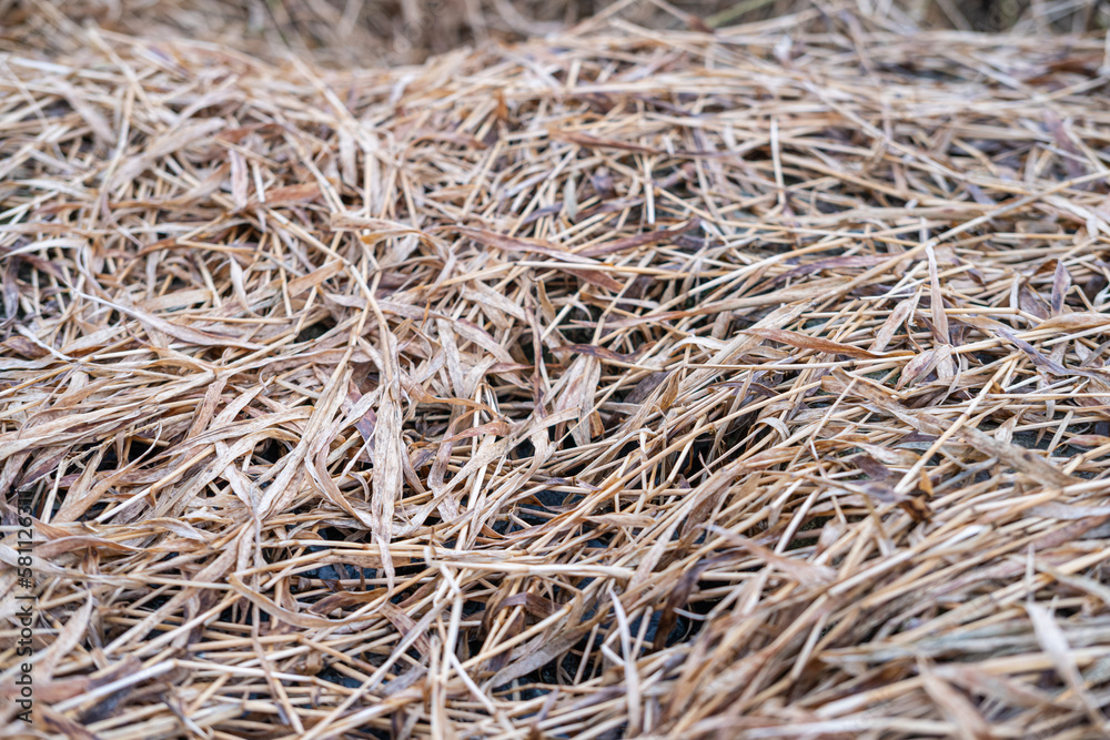 Dead grass of the nature background Dead grass of the nature background