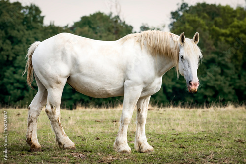 Le cheval Percheron © Pascal Martin