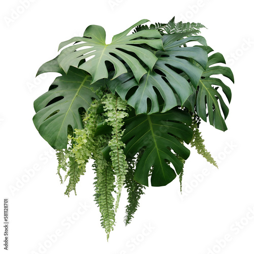 Tropical foliage plant bush of Monstera and hanging fern green leaves floral arrangment nature backdrop