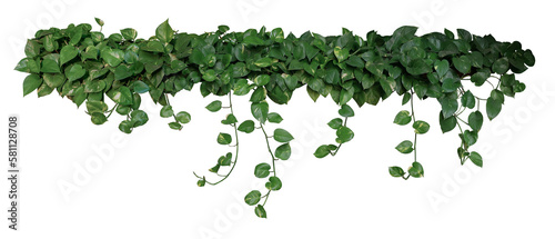 Houseplant bush with hanging green variegated heart-shape leaves of devil’s ivy or golden pothos (Epipremnum aureum) popular foliage tropical plant
