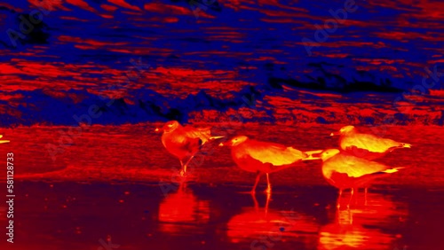 A group of rare seagulls (Hemprich's gull (Adelarus hemprichii, Larus hemprichii)) on the shore of the Red Sea, Illustration of thermal image. photo