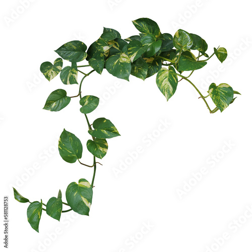 Heart shaped green variegated leave hanging vine plant bush of devil’s ivy or golden pothos (Epipremnum aureum) popular foliage tropical houseplant