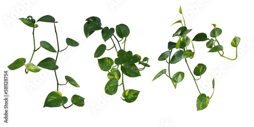 Heart shaped green variegated leave hanging vine plant bush of devil’s ivy or golden pothos (Epipremnum aureum) popular foliage tropical houseplant