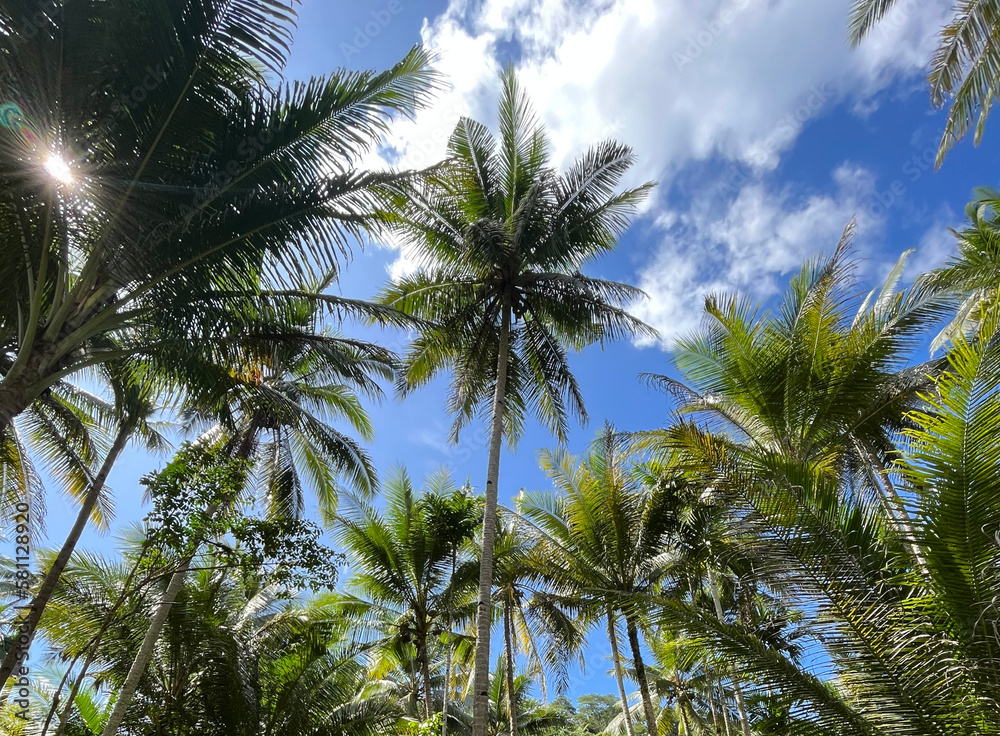 Fototapeta premium coconut trees