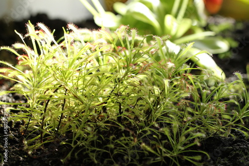 Drosera, which is commonly known as the sundews carnivorous plant photo