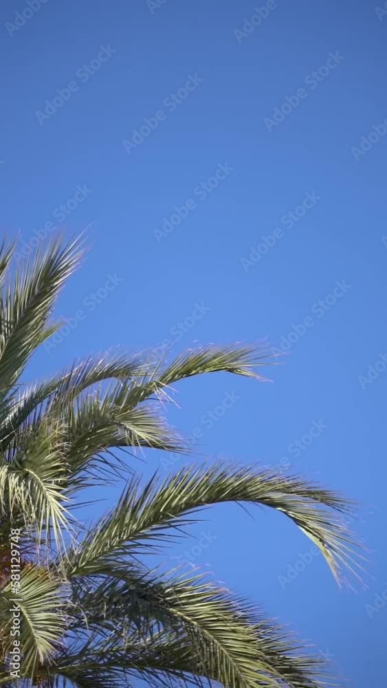 Vertical video of green palm tree leaves against a blue sky gently swaying on a sunny day Vertical video of green palm tree leaves against a blue sky gently swaying on a sunny day