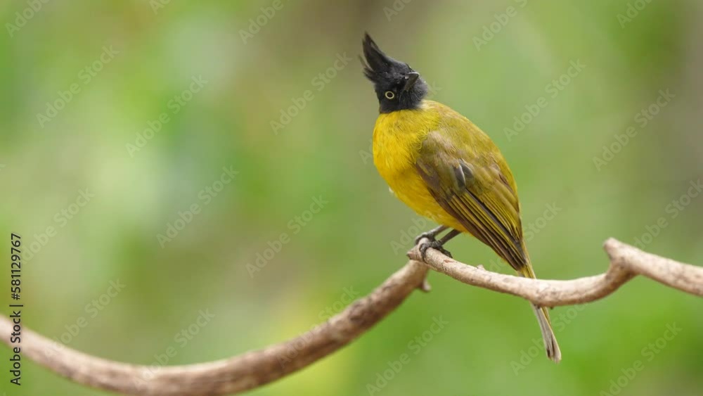Black-capped Bulbul perched on a branch . Black-capped Bulbul perched on a branch .