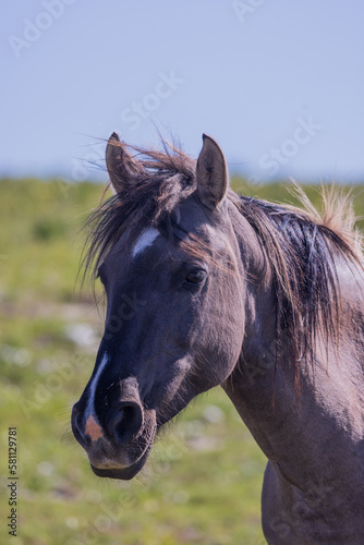 Wild Horse in Summer in the Pryor Mountains of Montana