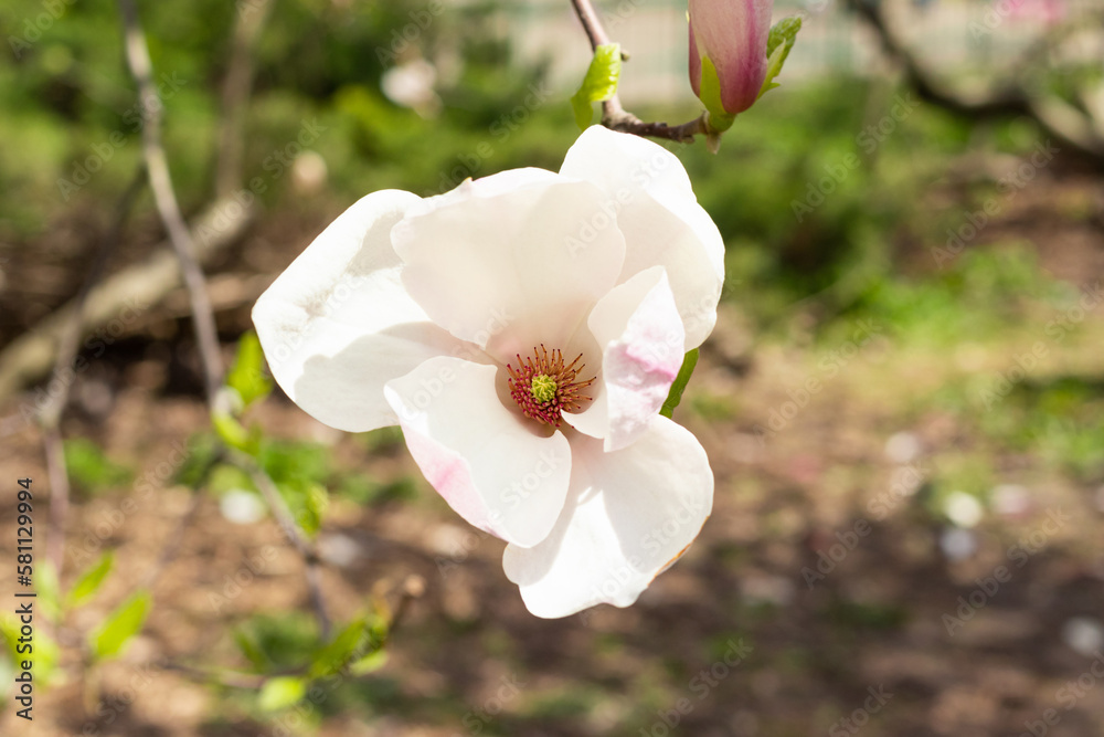Obraz premium Beautiful blooming white magnolia tree on spring day. Selective focus