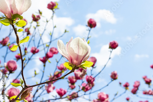 Beautiful blooming white and pink magnolia tree on spring day