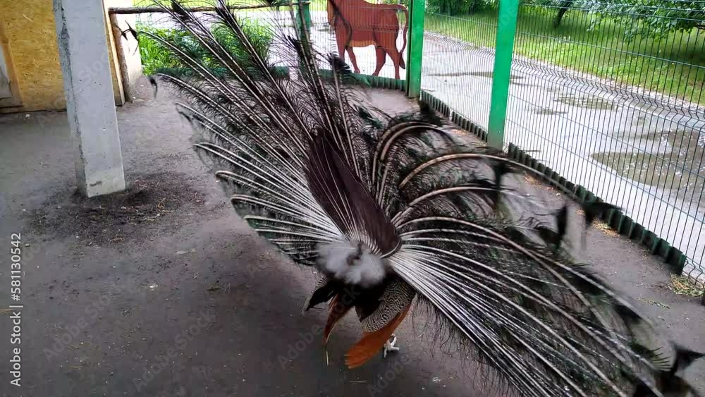 Peacock mating dance at the zoo in the aviary. High quality 4k footage