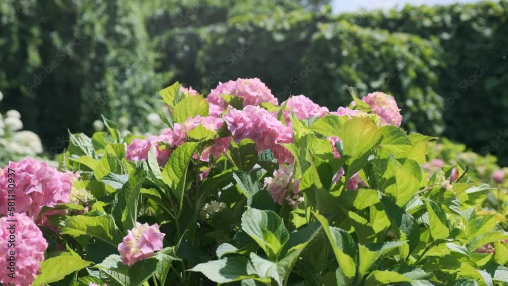 Pink flowers bloom in green nature in sunny garden, closeup. Fresh pink hydrangeas in light green leaves. Delicate flowers wind sway. 4k static footage. Summer park in nature landscape. Spring beauty Pink flowers bloom in green nature in sunny garden, closeup. Fresh pink hydrangeas in light green leaves. Delicate flowers wind sway. 4k static footage. Summer park in nature landscape. Spring beauty