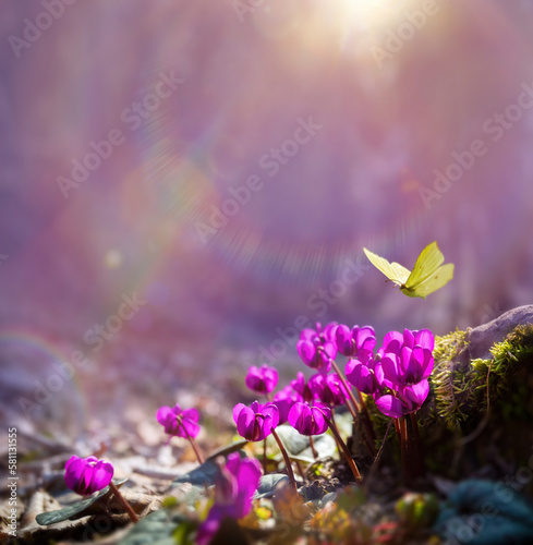Fototapeta Naklejka Na Ścianę i Meble -  First Forest Spring Flowers and a Flying Butterfly Against the Background of the Morning Spring Forest with copy space: Spring Time Design