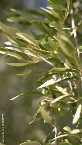 A vertical video of green olive tree branches with leaves swaying on a sunny day