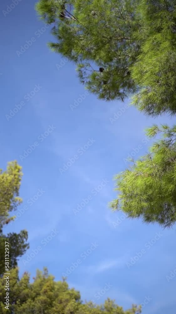 Vertical video of green pine tree branches against a blue sky on a sunny day Vertical video of green pine tree branches against a blue sky on a sunny day