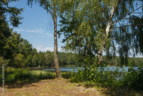 View of the forest lake. Through the tree you can see the surface of the water and the blue sky © Roman