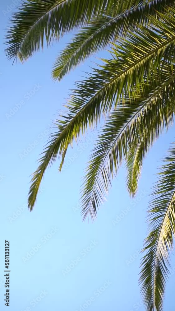 Vertical video of green palm tree leaves against a blue sky gently swaying on a sunny day Vertical video of green palm tree leaves against a blue sky gently swaying on a sunny day