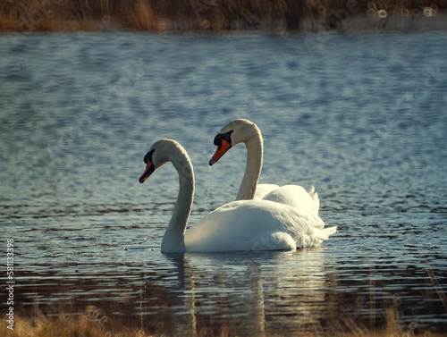 A pair of white swans illuminated by the spring sun on water on a blurred background in backlight