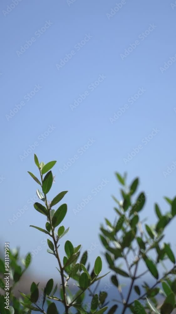 A vertical video of green olive tree branches with leaves against a blue sky swaying on a sunny day 