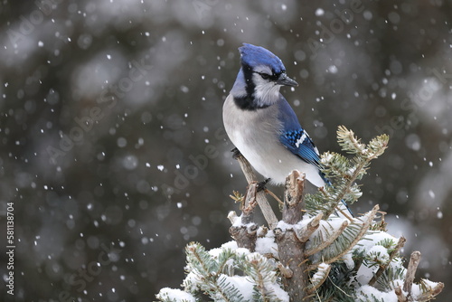Canvastavla blue jay in a snowstorm