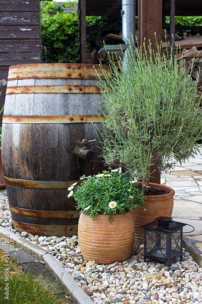 Naklejka premium rustic garden - green plants and rain barrel