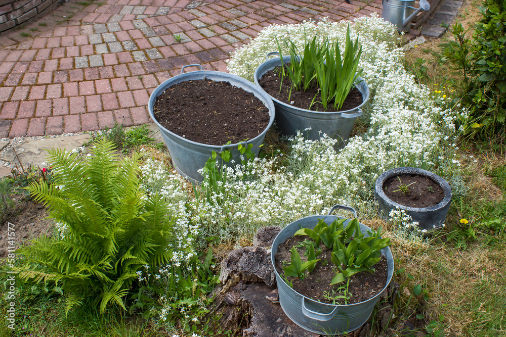 rustic garden -  plants in tin tubs and fern