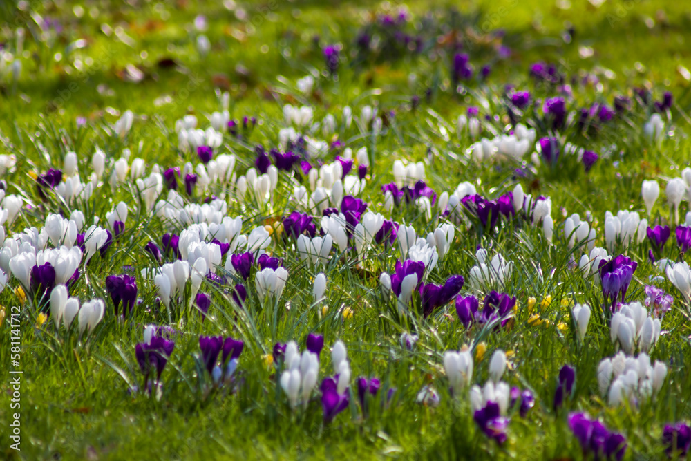 crocus flowers in the garden - spring flowers - soft focus crocus flowers in the garden - spring flowers - soft focus