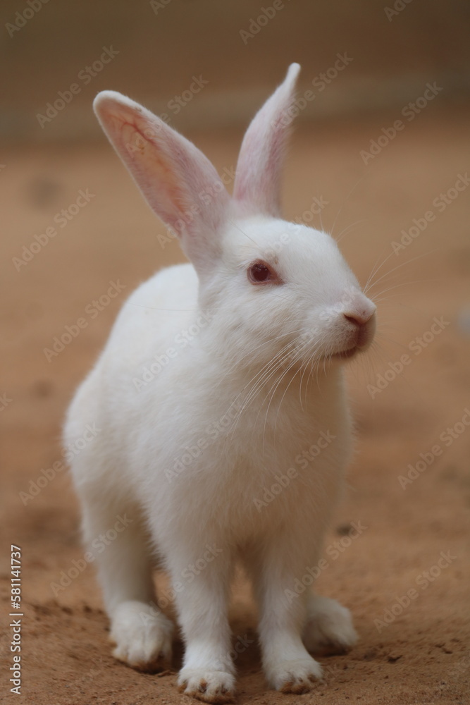 white rabbit on the ground white rabbit on the ground