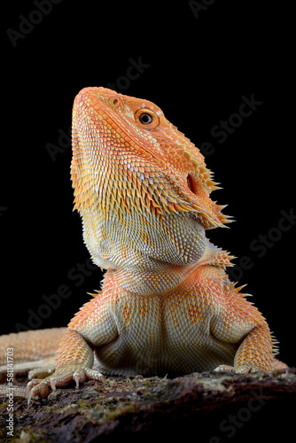 Close-up photo of a bearded dragon