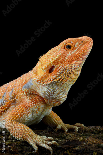 Close-up photo of a bearded dragon