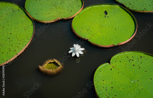 Plantas aquáticas da Amazônia com flor da Vitória-régia. (ID: 581141945)