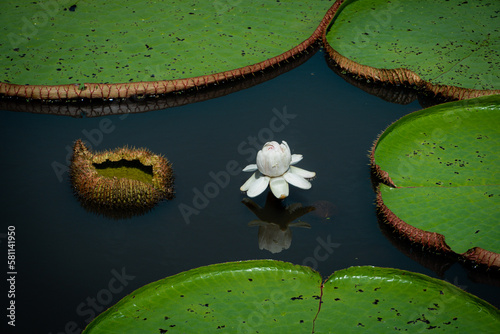 Vitória-régia, planta aquática brasileira símbolo da Amazônia, com flor desabrochada (ID: 581141950)