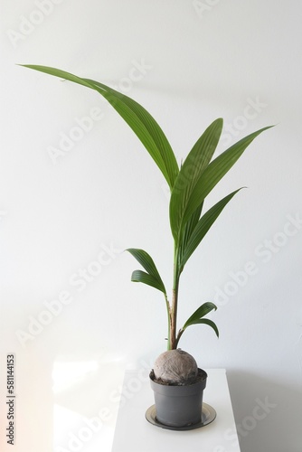 Coconut palm (Cocos nucifera) indoor tree, isolated on a white background. Portrait orientation. photo