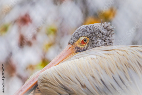 Portrait spot billed pelican with light background
