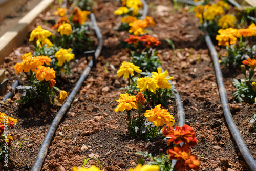 Little home flowers garden drip irrigation