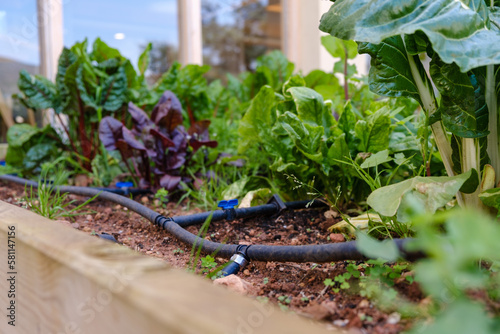 Green home  garden drip irrigation photo