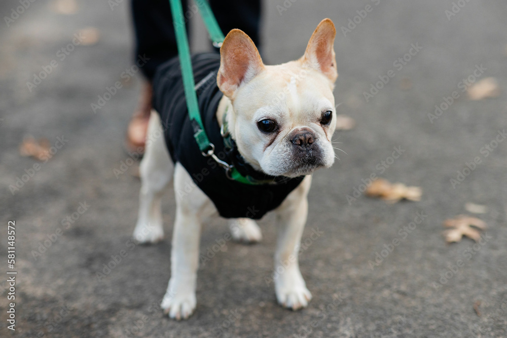 cutie light colored french bulldog in harness and green leash going for a walk outside