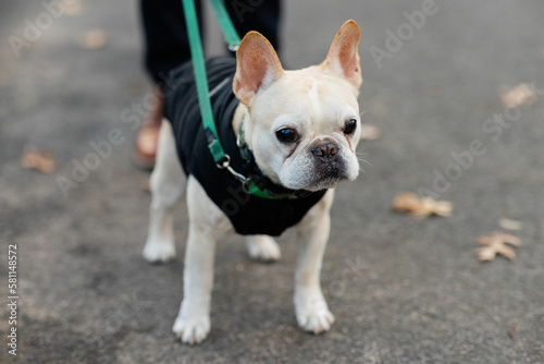 Fototapeta Naklejka Na Ścianę i Meble -  cutie light colored french bulldog in harness and green leash going for a walk outside