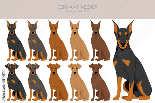 Foto German pinscher clipart. Different poses, coat colors set