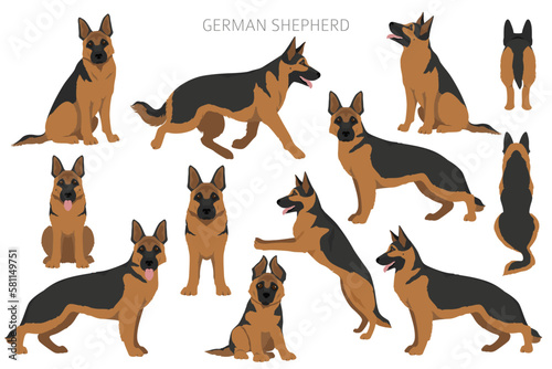 German shepherd dog  in different poses and coat colors clipart