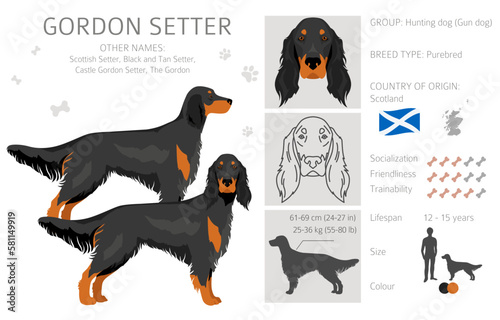 Gordon setter clipart. Different poses, coat colors set