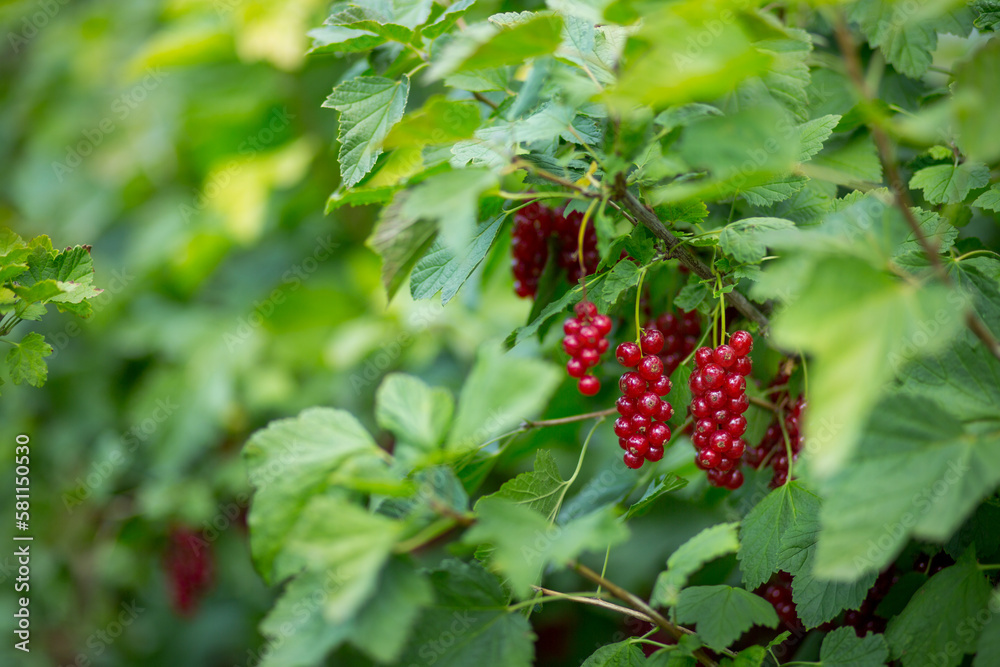 Clusters of ripe red currants on a bush in the garden Clusters of ripe red currants on a bush in the garden