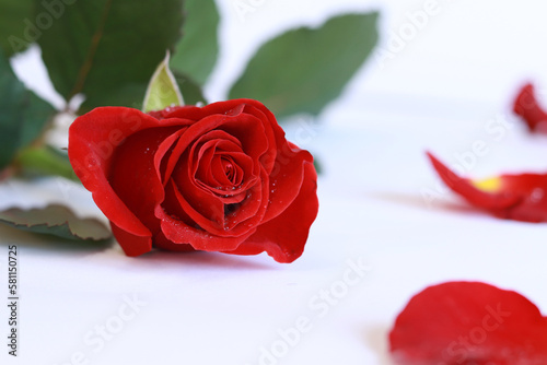 Bud of a red rose. Flower on a white background. Rose with water drops and petals nearby