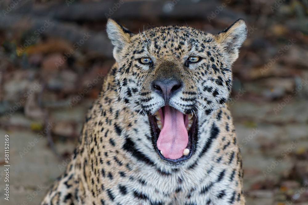 Fototapeta premium Jaguar portrait. Jaguar (Panthera onca) resting in the Northern Pantanal in Mata Grosso in Brazil