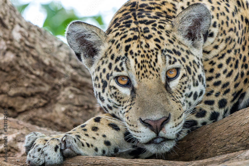 Fototapeta premium Jaguar portrait. Jaguar (Panthera onca) resting in the Northern Pantanal in Mata Grosso in Brazil