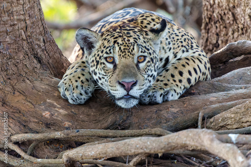 Jaguar portrait. Jaguar (Panthera onca) resting in the Northern Pantanal in Mata Grosso in Brazil
