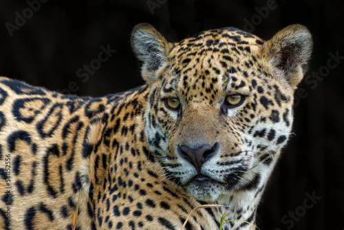 Jaguar portrait. Jaguar (Panthera onca) resting in the Northern Pantanal in Mata Grosso in Brazil © henk bogaard