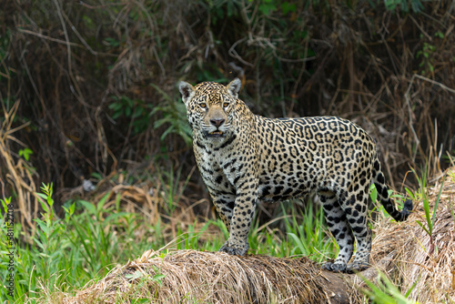 Jaguar  Panthera onca  hunting in the Northern Pantanal in Mata Grosso in Brazil