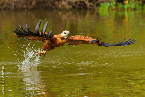 Black Collared Hawk (busarellus nigricollis) taking a fish out of the water in the Pantanal Wetlands in Brazil photo