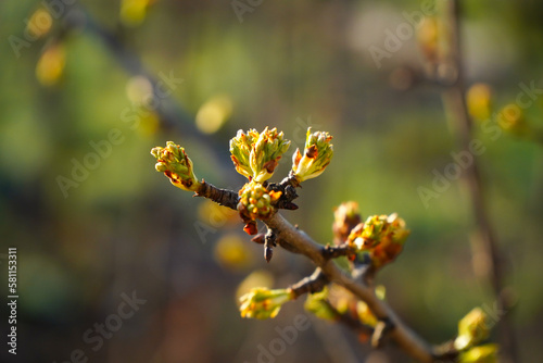 the buds of a fruit tree. detail. photo in March.